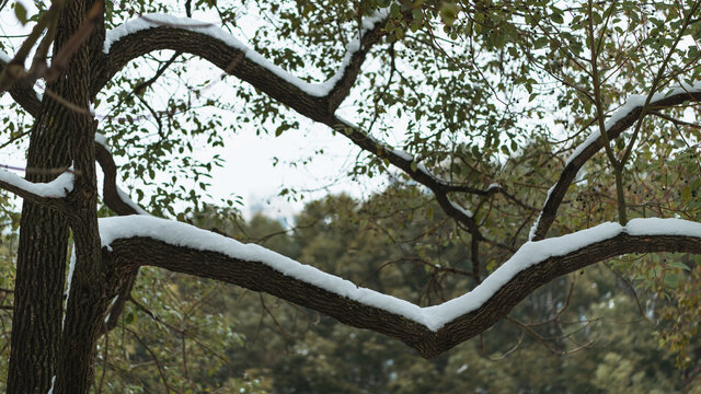 雪景