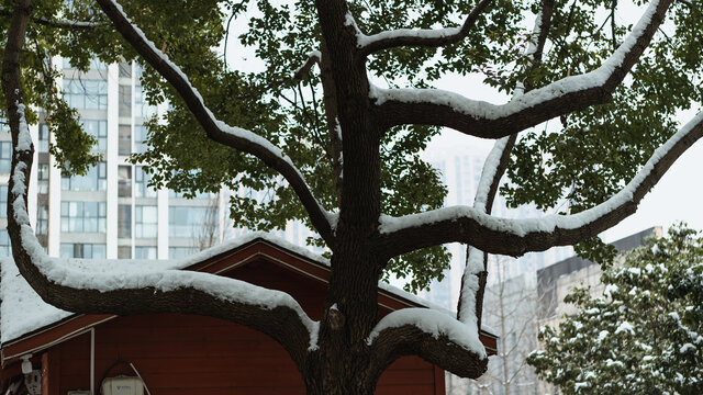 雪景