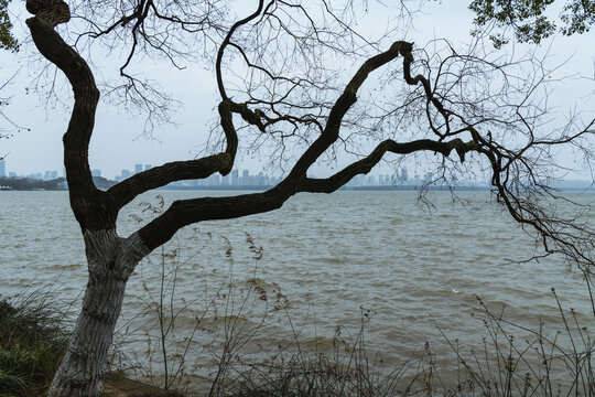 东湖的树