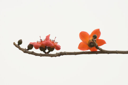 木棉花