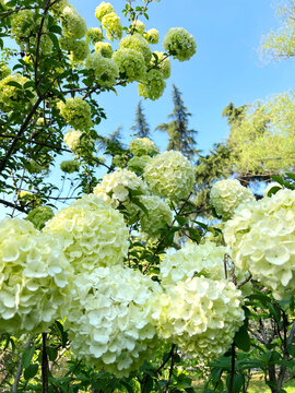 绣球花