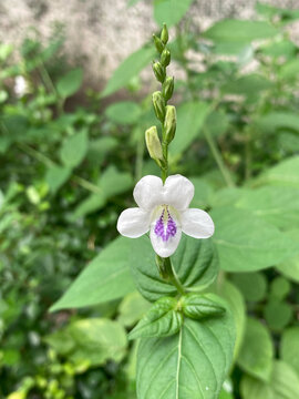 跌打草宽叶十万错春天白色野花