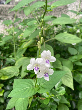 盗偷草宽叶十万错春天野花白色