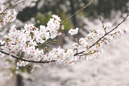 春天里盛开的樱花