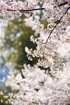 春天街头盛开的樱花