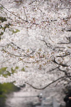 春天里盛开的樱花
