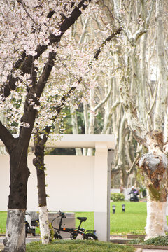 南京珍珠河畔东南大学的樱花