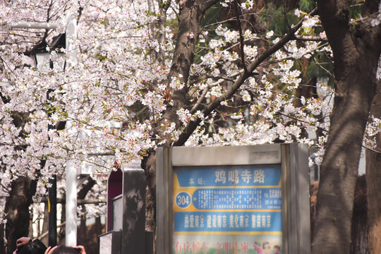南京鸡鸣寺盛开的樱花
