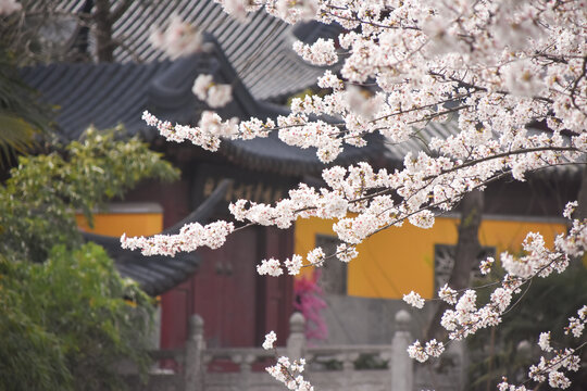 南京鸡鸣寺春天盛开的樱花