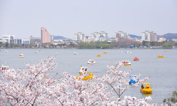 春光明媚樱花盛开的南京玄武湖