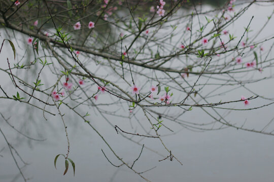 春天盛开的粉色桃花