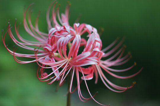 红色石蒜彼岸花