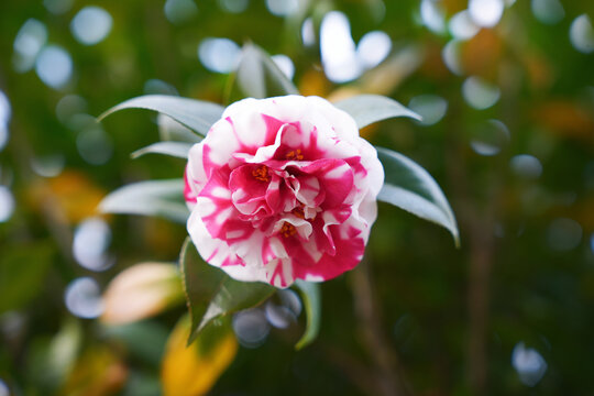 花露珍山茶花