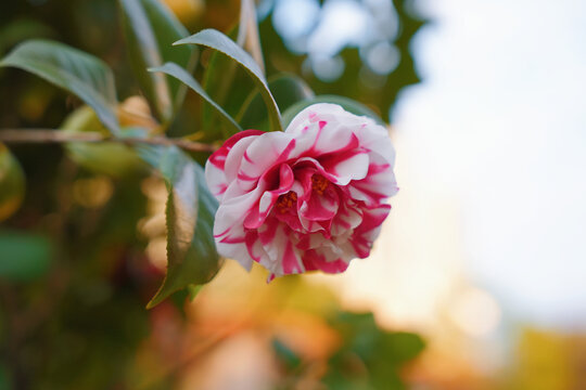 花露珍山茶花