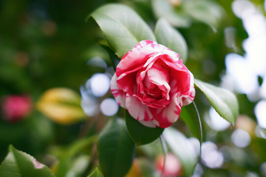 花露珍山茶花