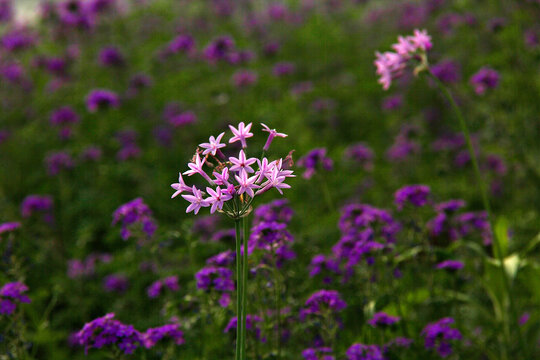 紫娇花开