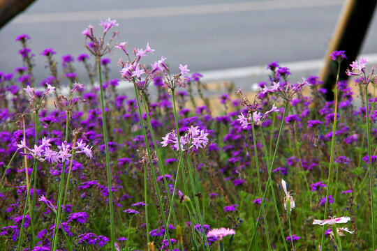 紫娇花丛