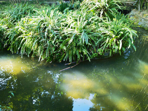 溪流边丰茂的水草