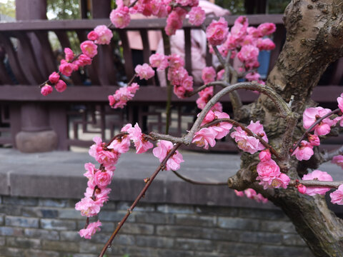 红梅花盆景