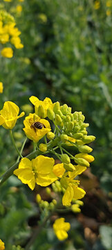 蜜蜂采油菜花蜜