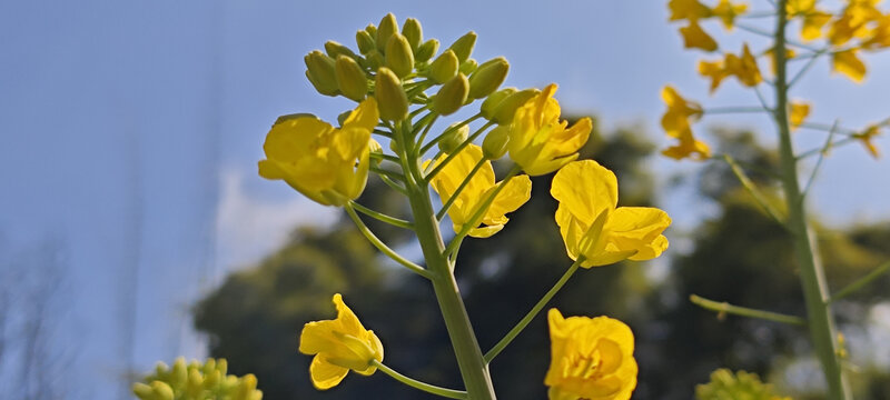 菜籽花