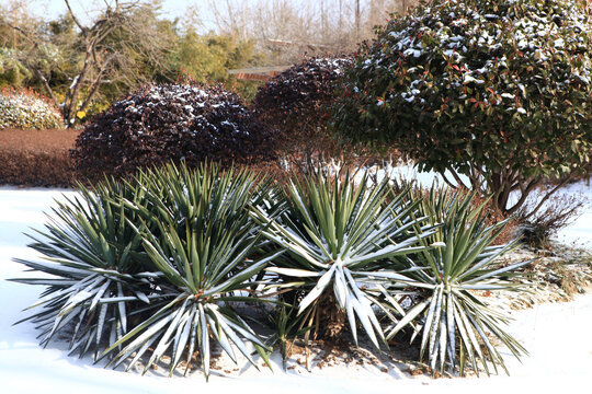 日照植物园雪景