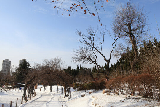 日照植物园雪景