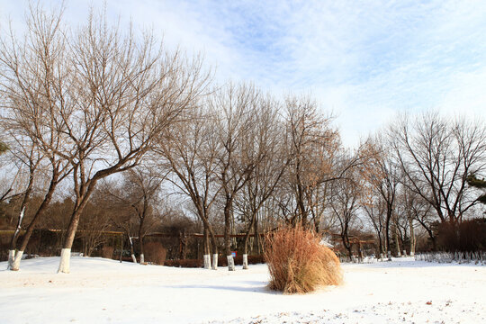 日照植物园雪景