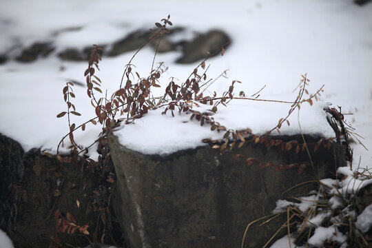 雪中植物