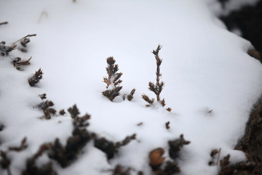 雪中植物