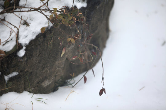 雪中植物