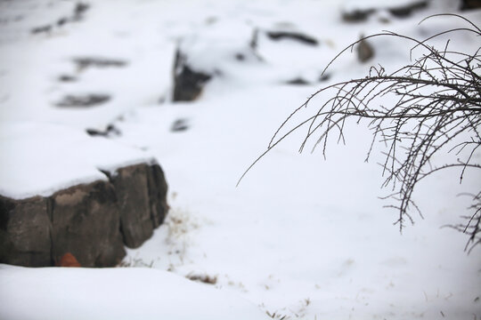 雪中植物