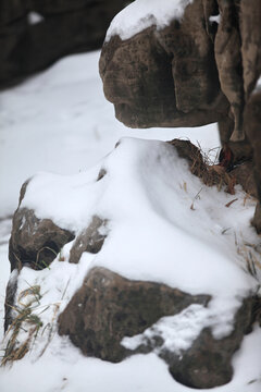 雪中岩石