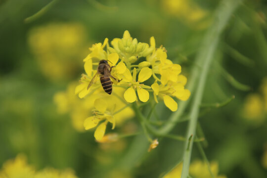 蜜蜂采蜜油菜花