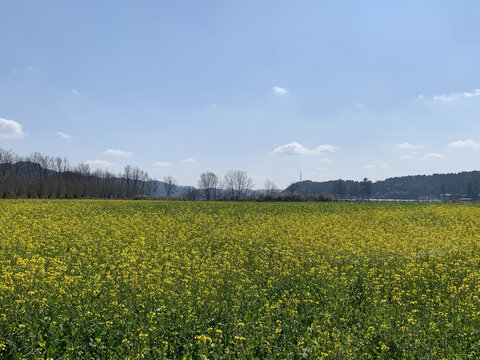 油菜花田