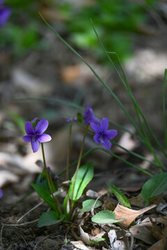 春季的紫花地丁特写