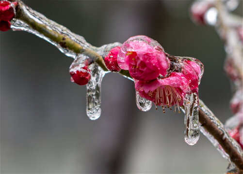 冻雨中的梅花