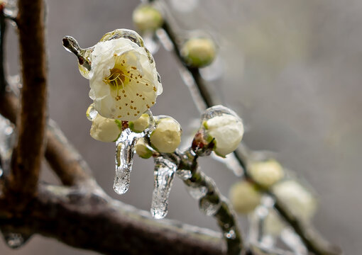 冻雨中的梅花