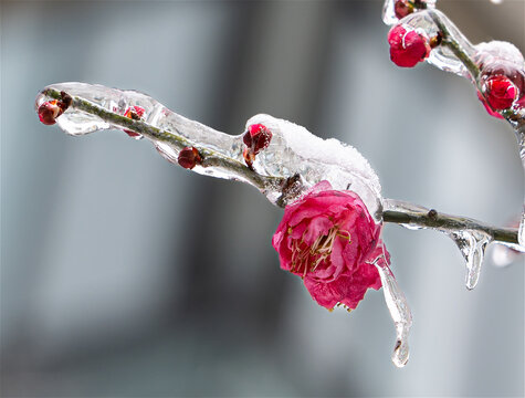 冻雨中的梅花