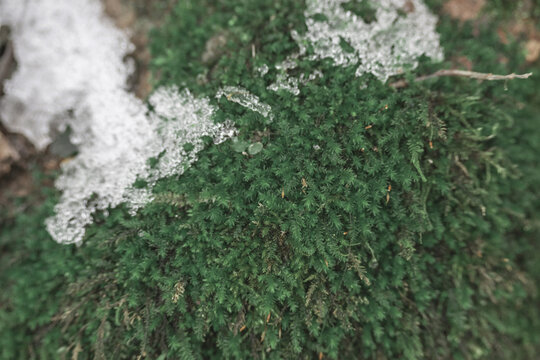 地衣苔藓