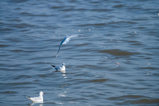 天津东疆亲海公园展翅飞翔的海鸥