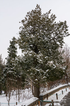 雪压枝头满树花