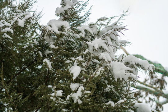 雪压枝头满树花