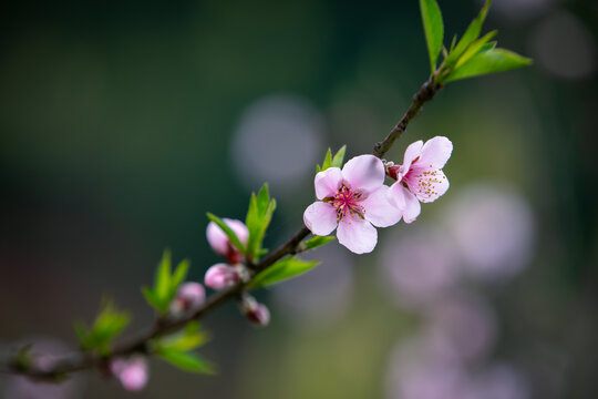 桃花