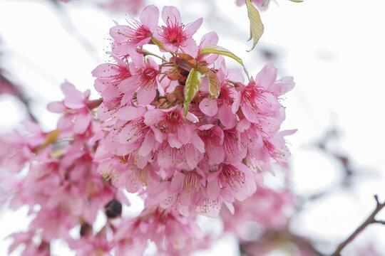 粉色樱花