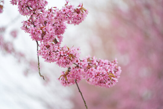 枝头盛开的樱花