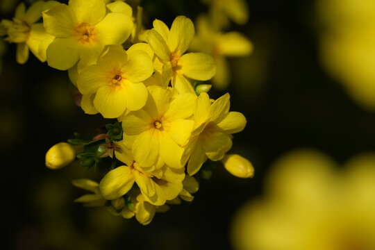 迎春花盛开