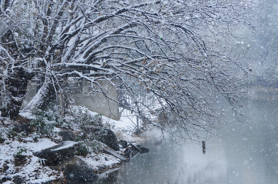 雪中的树与河流