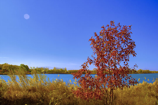 居延湖的秋
