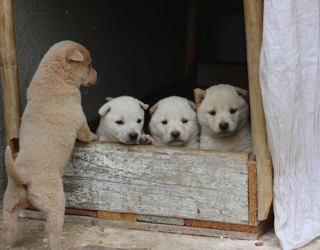 中华田园犬土狗幼崽